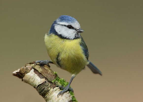 Blue Tit Cyanistes caeruleus