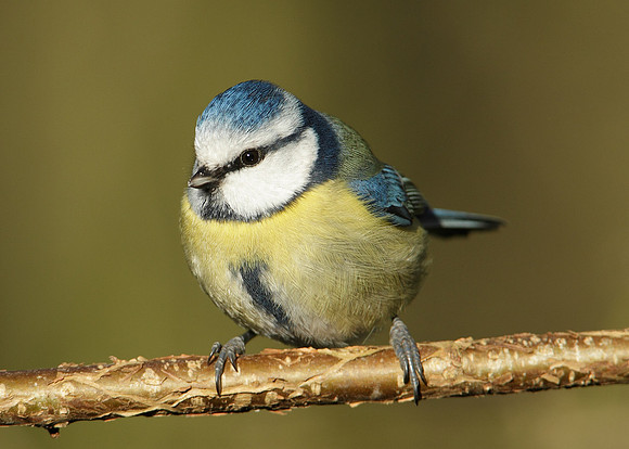 Blue Tit Cyanistes caeruleus