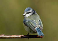 Blue Tit Cyanistes caeruleus