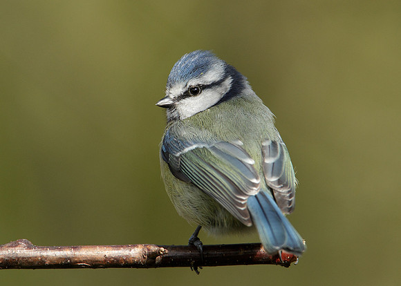 Blue Tit Cyanistes caeruleus