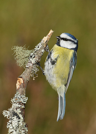 Blue Tit Cyanistes caeruleus