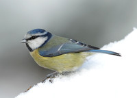 Blue Tit Cyanistes caeruleus