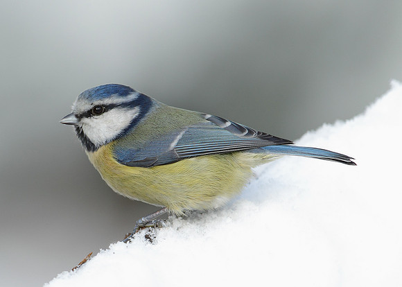 Blue Tit Cyanistes caeruleus