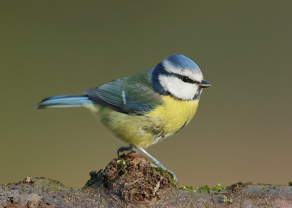Blue Tit Cyanistes caeruleus