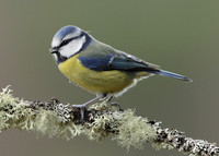 Blue Tit Cyanistes caeruleus