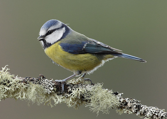Blue Tit Cyanistes caeruleus