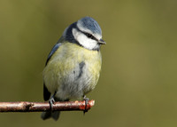 Blue Tit Cyanistes caeruleus