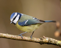 Blue Tit Cyanistes caeruleus