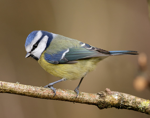 Blue Tit Cyanistes caeruleus