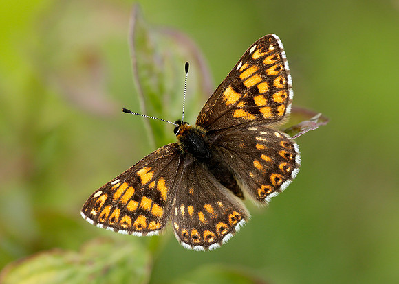 Duke of Burgundy Hamearis lucina