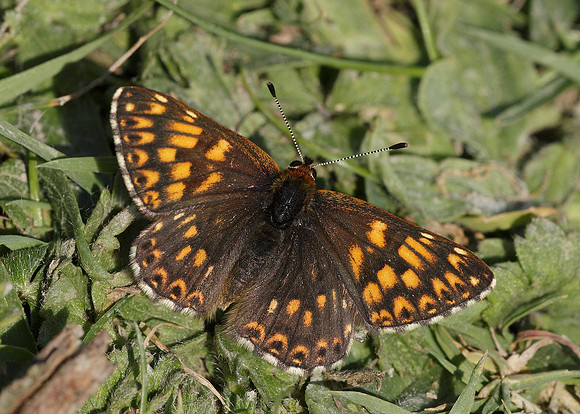 Duke of Burgundy Hamearis lucina