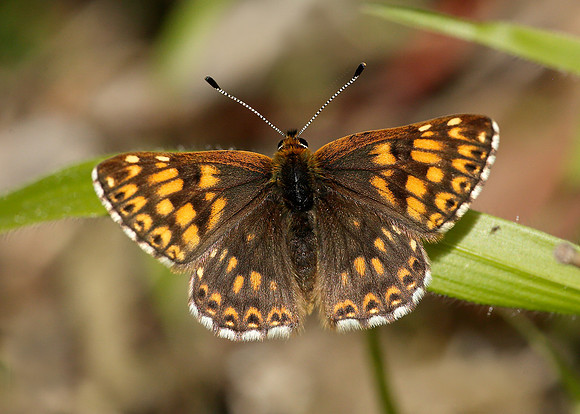 Duke of Burgundy Hamearis lucina