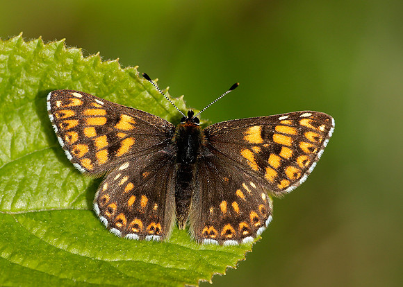 Duke of Burgundy Hamearis lucina