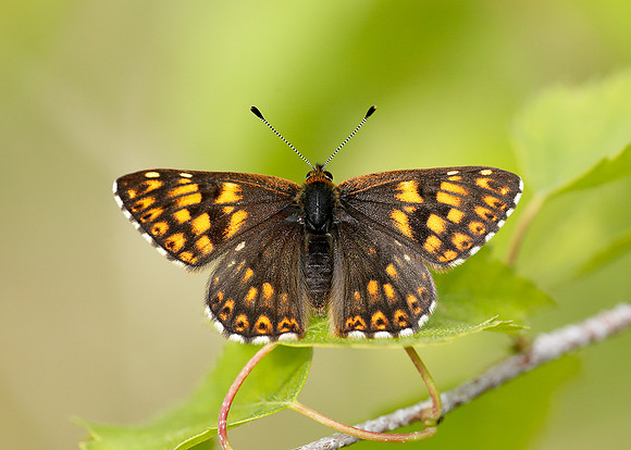 Duke of Burgundy Hamearis lucina