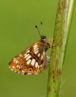 Duke of Burgundy Hamearis lucina
