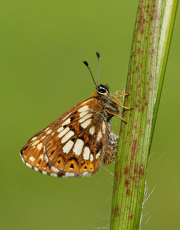 Duke of Burgundy Hamearis lucina