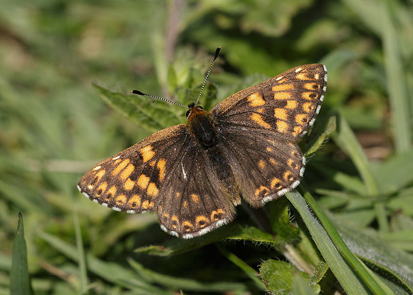 Duke of Burgundy Hamearis lucina