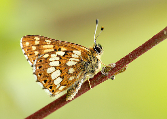 Duke of Burgundy Hamearis lucina