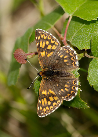 Duke of Burgundy Hamearis lucina