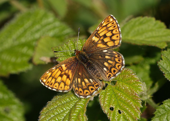 Duke of Burgundy Hamearis lucina