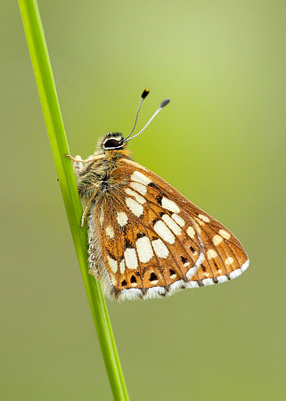 Duke of Burgundy Hamearis lucina
