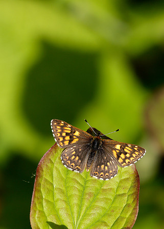 Duke of Burgundy Hamearis lucina