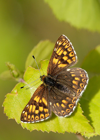 Duke of Burgundy Hamearis lucina