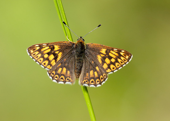 Duke of Burgundy Hamearis lucina