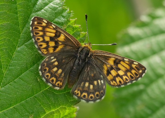 Duke of Burgundy Hamearis lucina