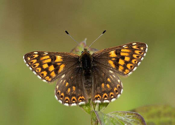 Duke of Burgundy Hamearis lucina