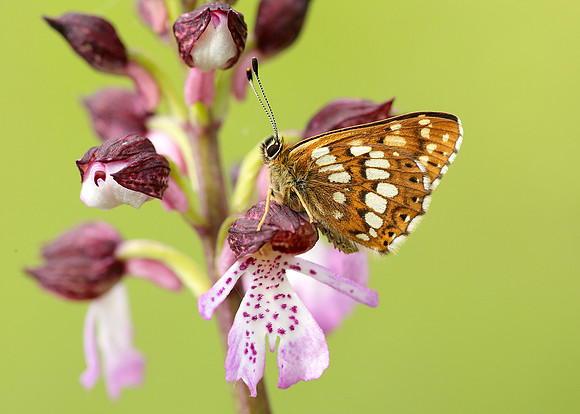 Duke of Burgundy Hamearis lucina