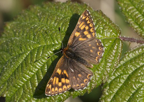 Duke of Burgundy Hamearis lucina
