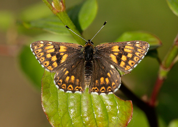 Duke of Burgundy Hamearis lucina