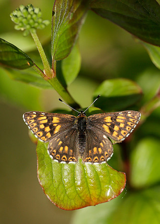 Duke of Burgundy Hamearis lucina