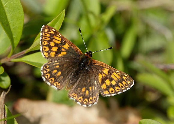 Duke of Burgundy Hamearis lucina