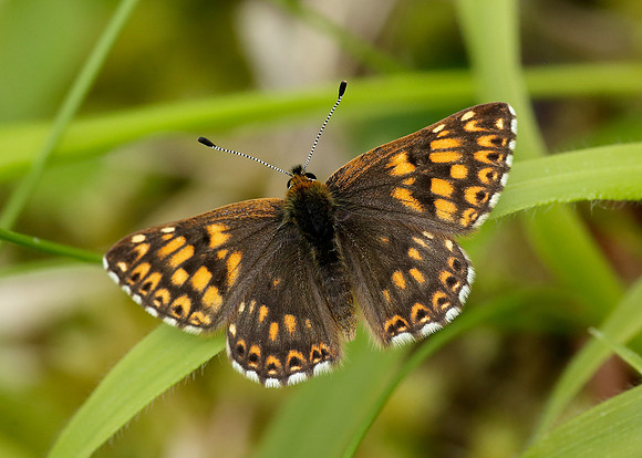 Duke of Burgundy Hamearis lucina