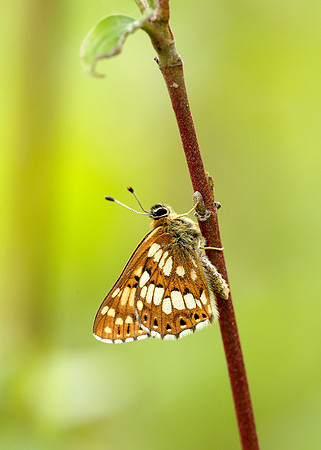 Duke of Burgundy Hamearis lucina
