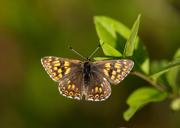 Duke of Burgundy Hamearis lucina