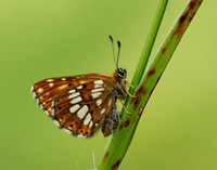 Duke of Burgundy Hamearis lucina
