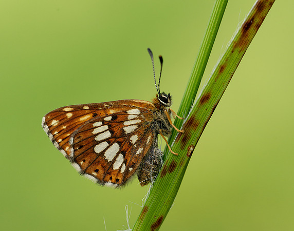 Duke of Burgundy Hamearis lucina