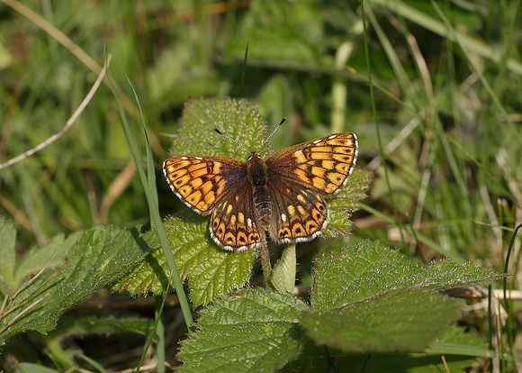 Duke of Burgundy Hamearis lucina