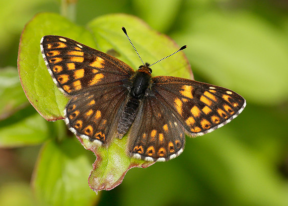 Duke of Burgundy Hamearis lucina