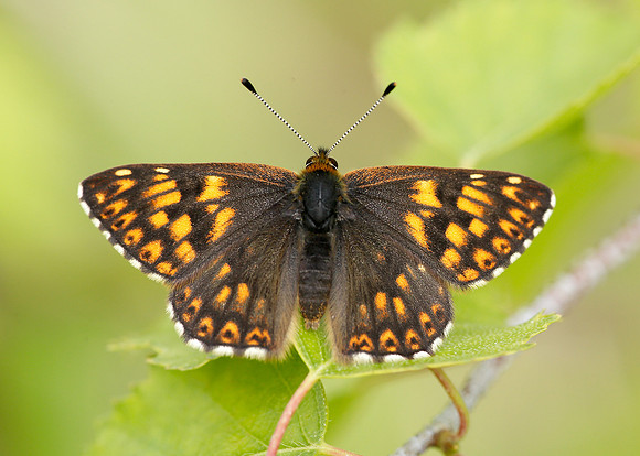 Duke of Burgundy Hamearis lucina