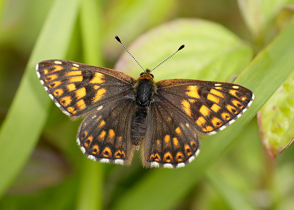 Duke of Burgundy Hamearis lucina