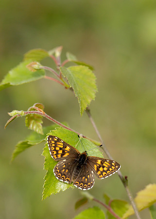 Duke of Burgundy Hamearis lucina