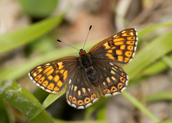 Duke of Burgundy Hamearis lucina