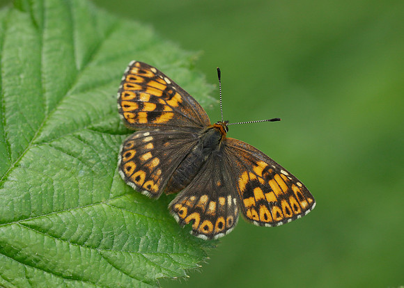 Duke of Burgundy Hamearis lucina