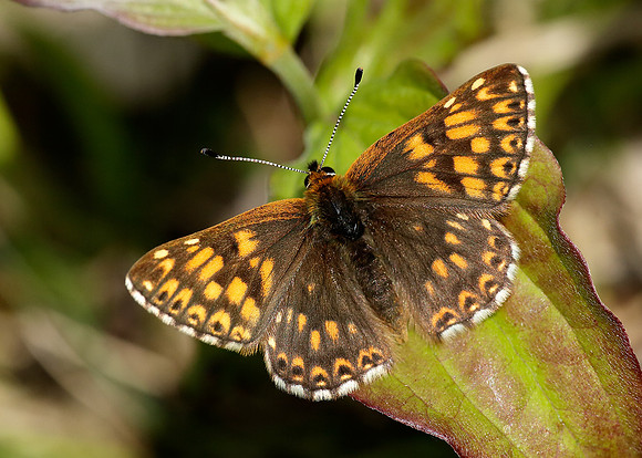 Duke of Burgundy Hamearis lucina