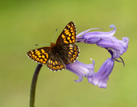 Duke of Burgundy Hamearis lucina