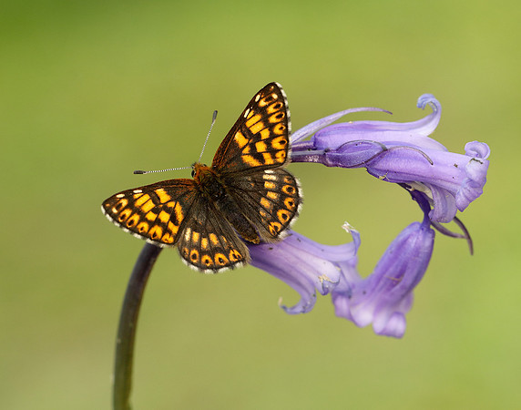 Duke of Burgundy Hamearis lucina